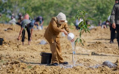 Gubernur Jawa Timur Optimistis Food Estate Mangga dengan Sistem Offtaker Sejahterakan Petani